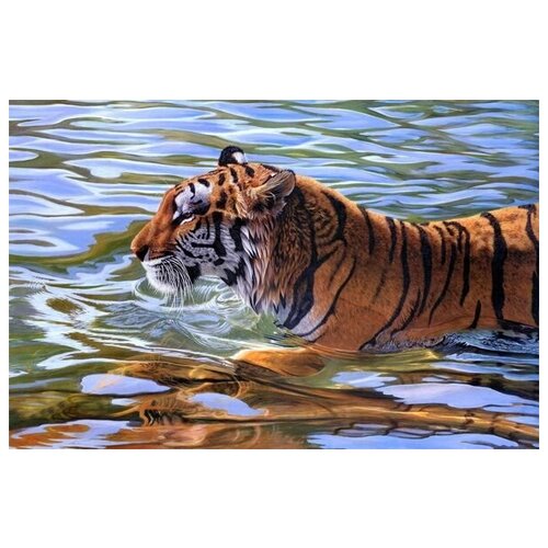     (Tiger) 4 76. x 50. 2700