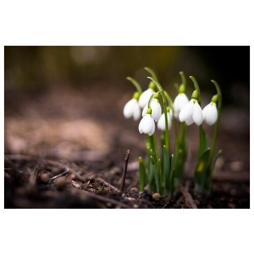     (Snowdrops) 75. x 50. 2690