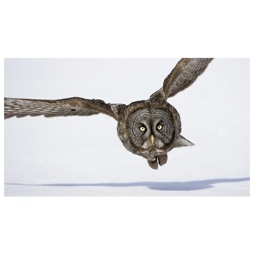     (Owl) 6 53. x 30. 1490