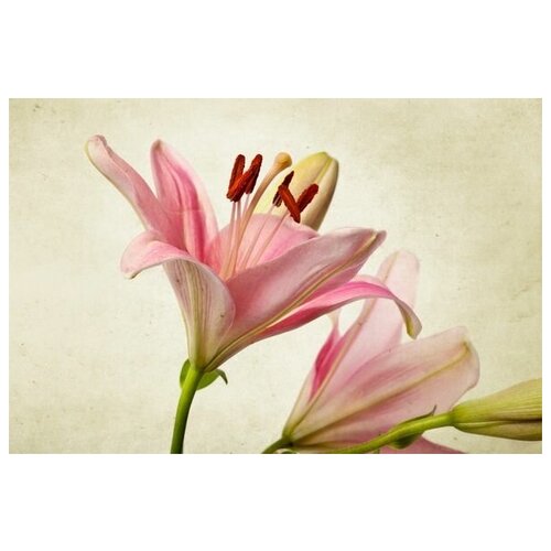      (Pink lily) 2 75. x 50. 2690