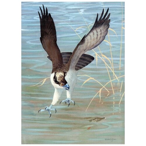      (Hawk) 4 30. x 41.,  1260   