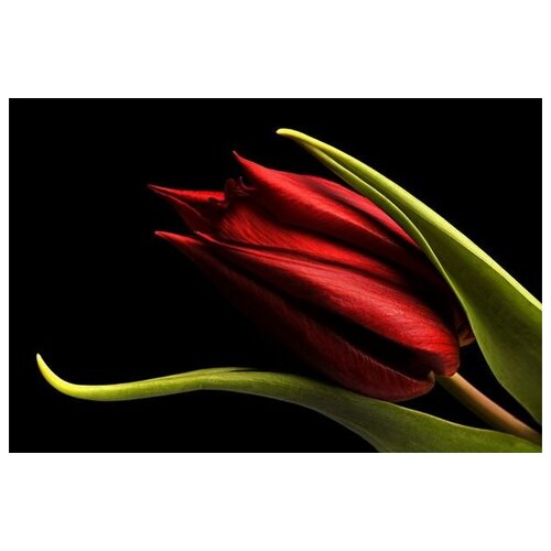      (Red tulip) 60. x 40. 1950