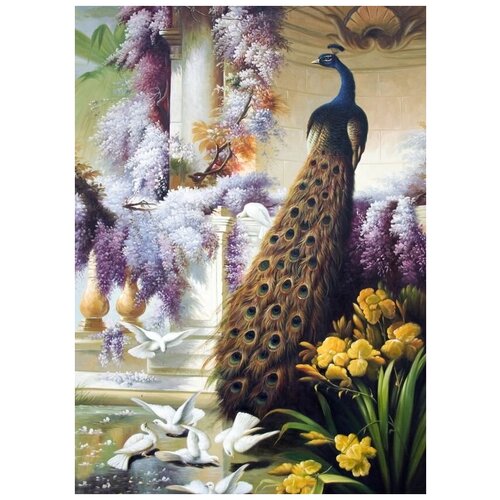     (Peacock) 3 50. x 70. 2540