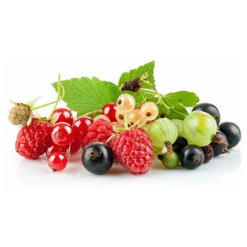     (Berries) 7 51. x 30. 1470