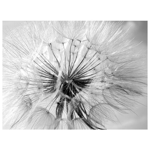     (Dandelion) 6 67. x 50. 2470