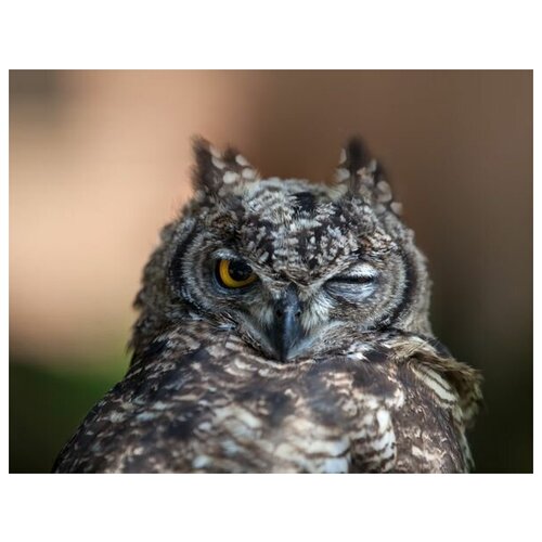     (Owl) 9 39. x 30. 1210