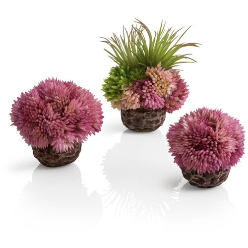   3-   , Coral ball set purple 4232