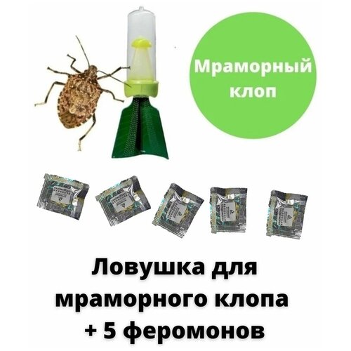 ���������� ������� ��������� ���� � 5 ��������� � ��������� 2570�