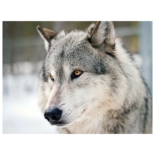     (Wolf) 5 67. x 50. 2470