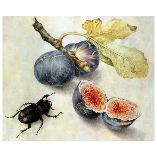        (Beetle next to fruit)   61. x 50. 2300
