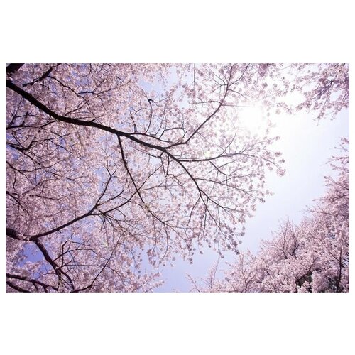      (Cherry blossoms) 45. x 30. 1340