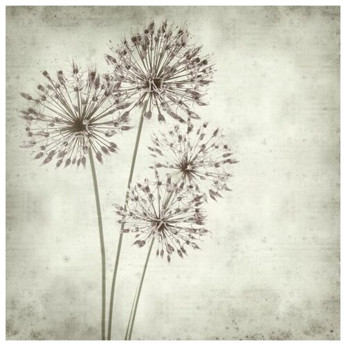     (Dandelions) 30. x 30. 1000