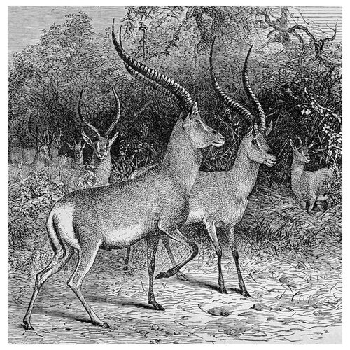     (Antelope) 2 40. x 41. 1500