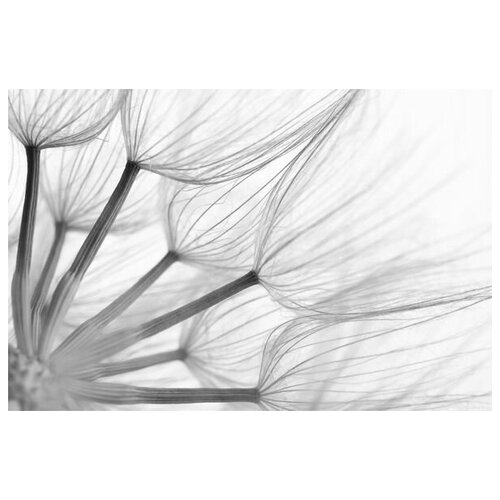     (Dandelion) 7 75. x 50. 2690