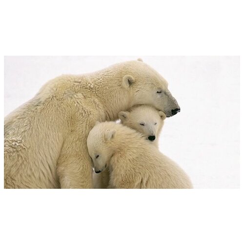      (Polar Bears) 53. x 30. 1490