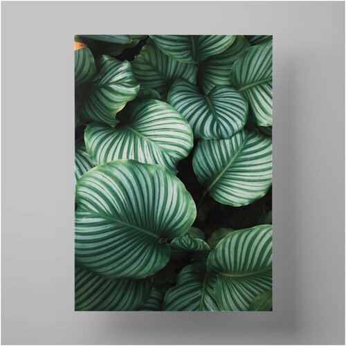     , Nature Calathea Orbifolia 3040  ,    ,  590   