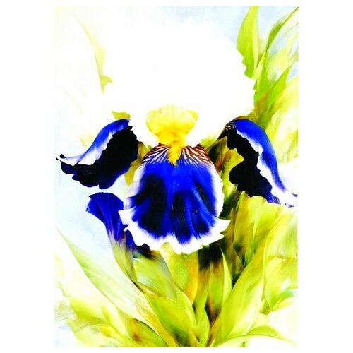     (Iris) 3   30. x 42. 1270