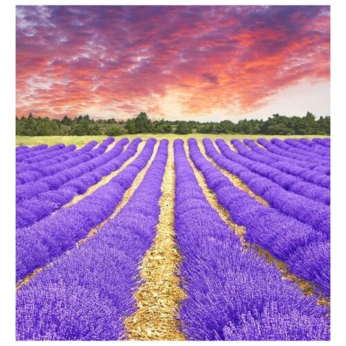      (Lavender field) 1 30. x 32. 1060