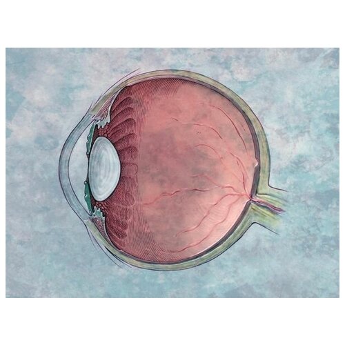      (Eye structure) 1 67. x 50. 2470