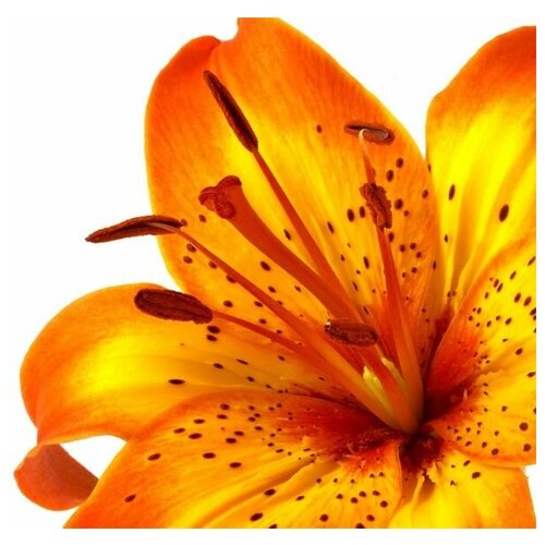      (Tiger lily) 2 62. x 60. 2650