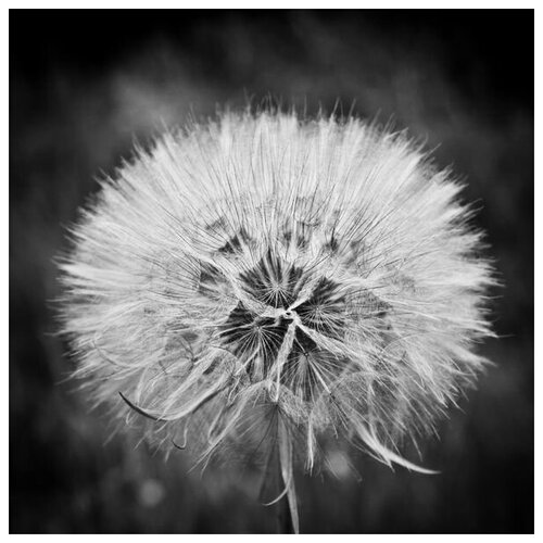     (Dandelion) 5 50. x 50. 1980