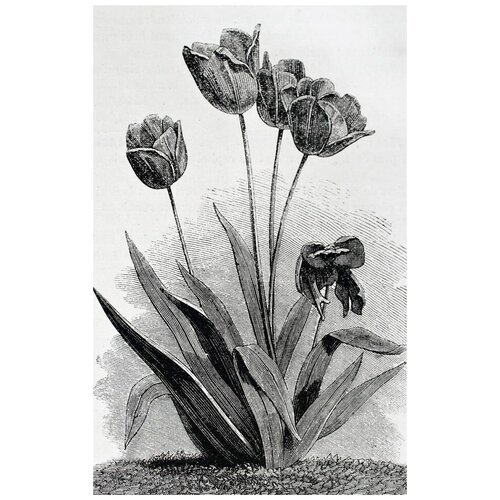     (Tulips) 23 40. x 63. 2050