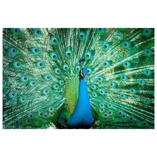 ������ �� ������ ������ (Peacock) �6 75��. x 50��. 2690�
