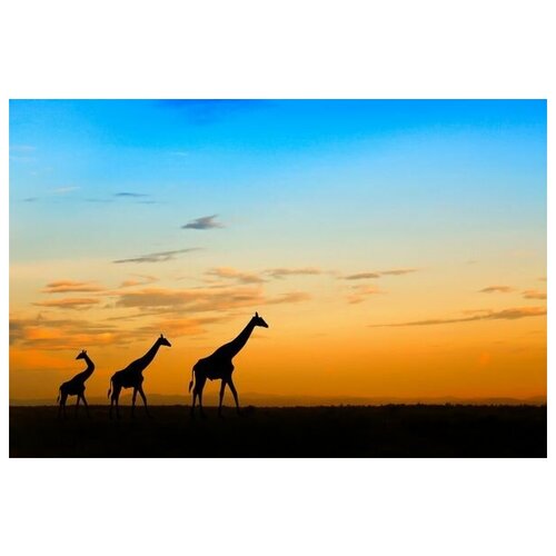       (Giraffes in Africa) 2 45. x 30. 1340