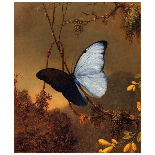      (Blue Morpho Butterfly)    50. x 59. 2250