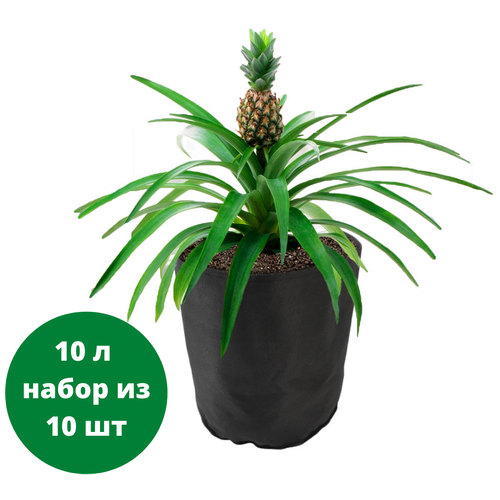  ()    Bag Pot Eco 10 ,   10  1210