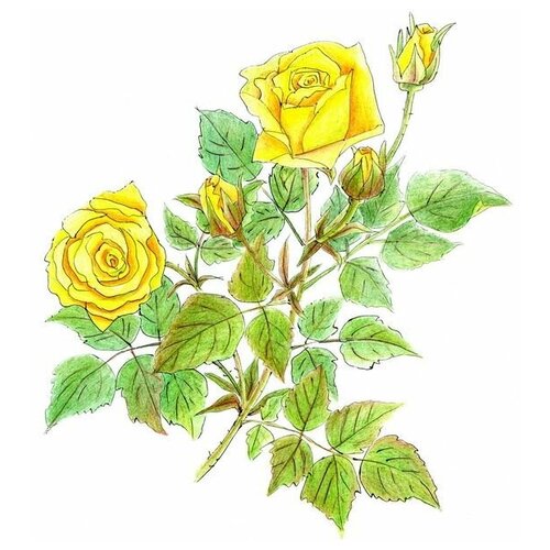     (Roses) 20 50. x 59. 2250