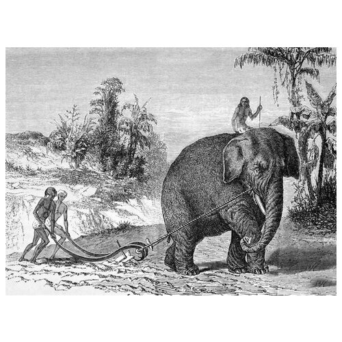      (Elephant) 14 67. x 50.,  2470   