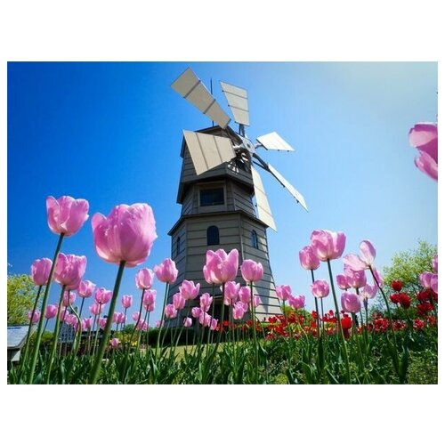        (Mill in the tulips) 40. x 30.,  1220   