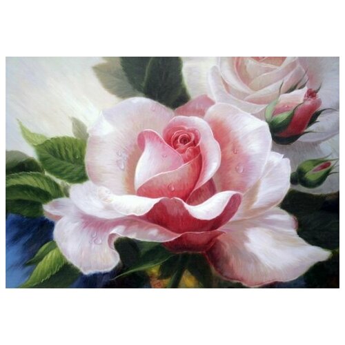      (Rose) 9 72. x 50.,  2590   