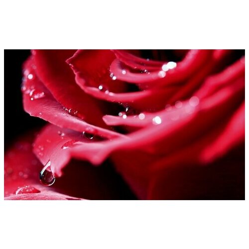     (Rose) 11 64. x 40. 2060