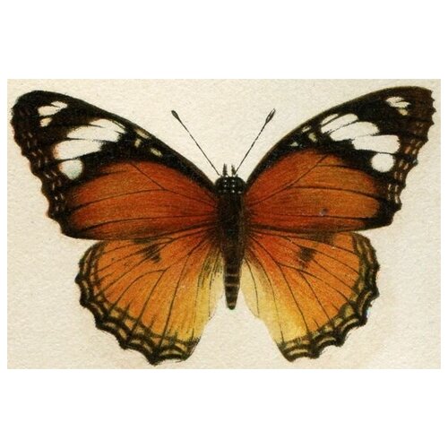     (Butterfly) 18 60. x 40. 1950