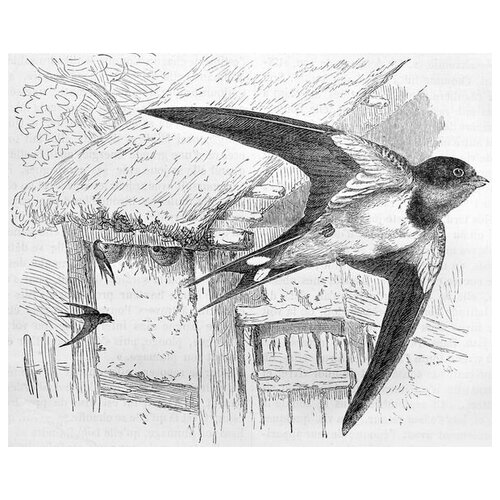     (Swallows) 61. x 50. 2300