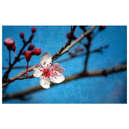     (Oriental cherry) 2 48. x 30. 1410