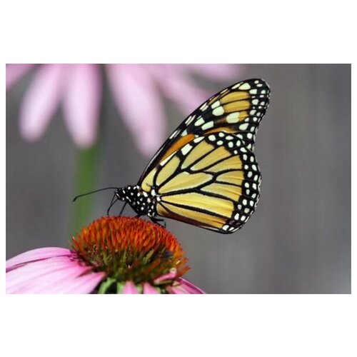     (Butterfly) 4 45. x 30. 1340