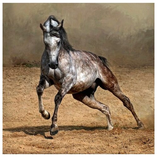       (Arabian horse) 60. x 60.,  2570   