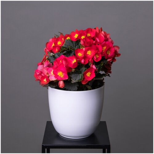 ������� ������� ��������� ������� (D-14, �-40) 2500�