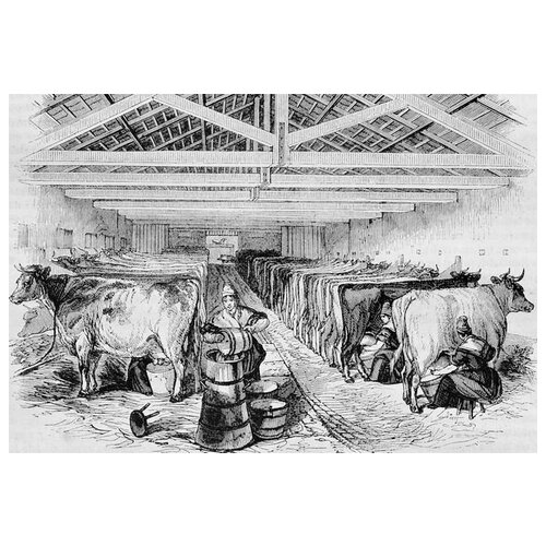     (Cows) 3 59. x 40. 1940