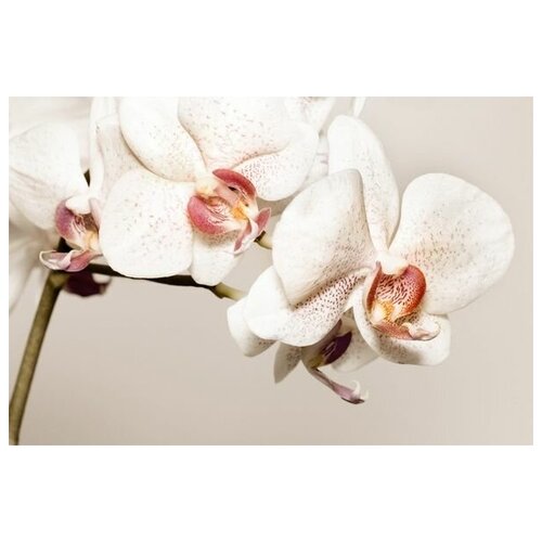     (Orchids) 3 60. x 40. 1950