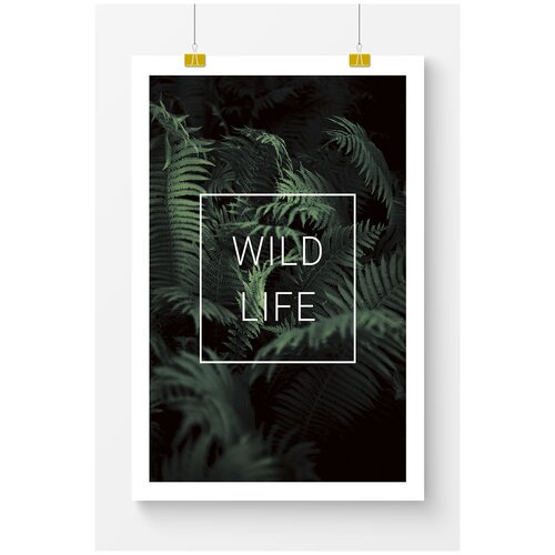      Postermarkt Wild life,  5070 ,       1619