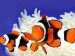 Клоун перкула (Амфиприон клоун, Оранжевый амфиприон, Рыба-клоун)