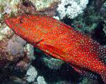 Групер красный коралловый (Групер пятнистый)