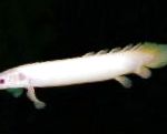 Полиптерус сенегальский , белый