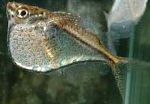 Карнегиелла (Рыба-топорик), серебристый