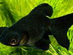 Золотая рыбка, черный