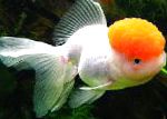 Золотая рыбка, белый